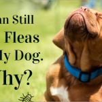 flea & tick treatment