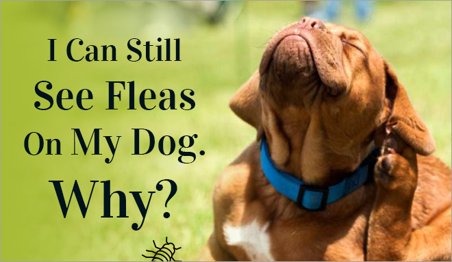 flea & tick treatment