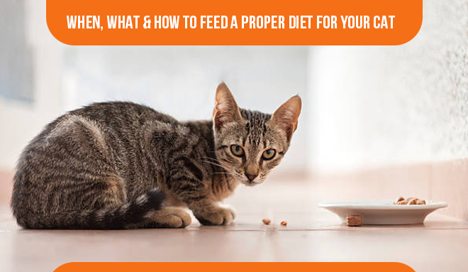 How To Feed A Proper Diet For Your Cat - DiscountPetCare