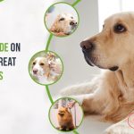 How To Treat Hot Spots On Dogs