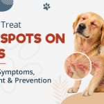 How to Treat Hot Spots on Dogs: Causes, Symptoms, Treatment & Prevention