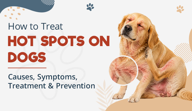 How to Treat Hot Spots on Dogs: Causes, Symptoms, Treatment & Prevention