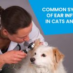 Symptoms Of Ear Infection In Cats And Dogs