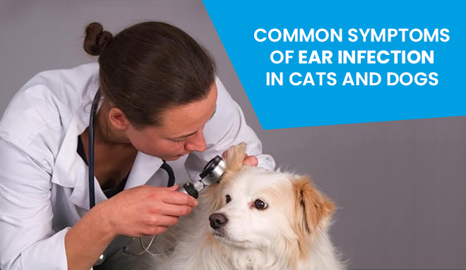 Symptoms Of Ear Infection In Cats And Dogs