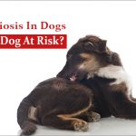 Ehrlichiosis-In-Dogs