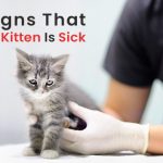Kitten is sick