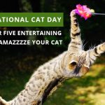 National Cat Day-Discountpetcare