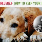 Canine Influenza