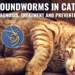 Roundworms in cats
