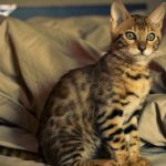 Bengal Kitty