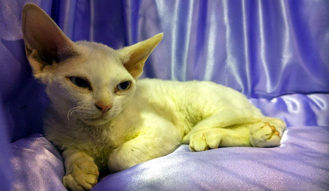 Sphynx cat