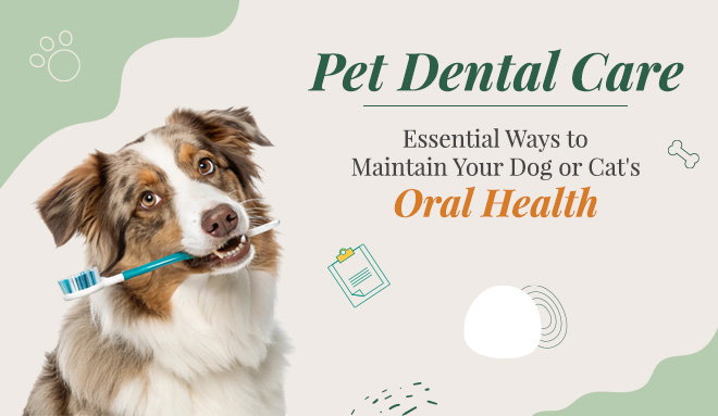 Pet Dental Care: Essential Ways to Maintain Your Dog or Cat's Oral Health