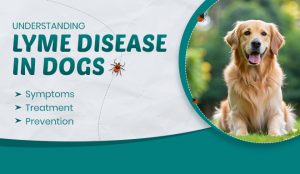 Lyme Disease in Dogs: Key Symptoms, Treatments and Prevention