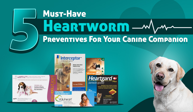 5 Must-Have Heartworm Preventives For Your Canine Companion