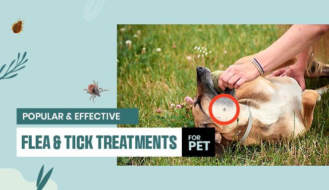 Popular &amp; Effective Flea And Tick Treatment for Pets