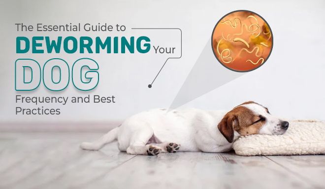 The Essential Guide to Deworming Your Dog: Frequency and Best Practices