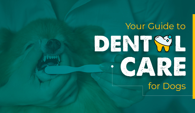 Dog Dental Care
