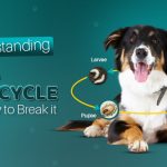 Flea and Ticks Life Cycle