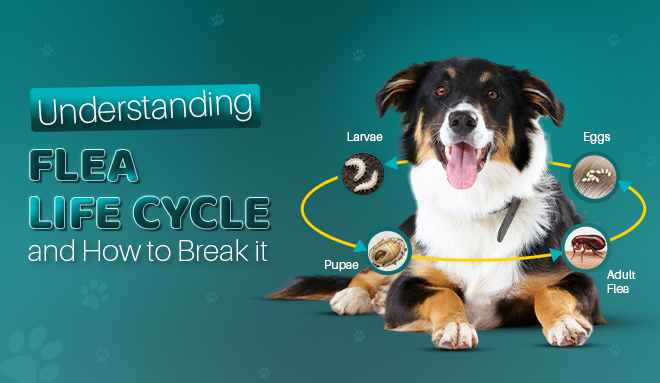 Flea and Ticks Life Cycle