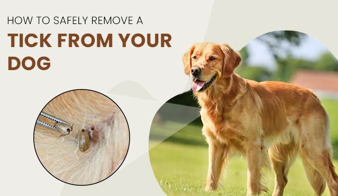 How to Remove a Tick from a Dog Safely
