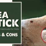 Flea And Ticks Treatment