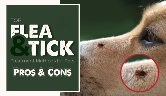 Flea And Ticks Treatment