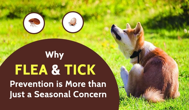 Flea and Tick Prevention