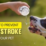 Prevent Heatstroke in Pets