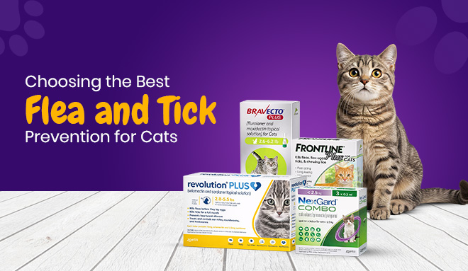 Choosing the Best Flea and Tick Prevention for Cats