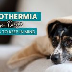 signs of hypothermia in dogs