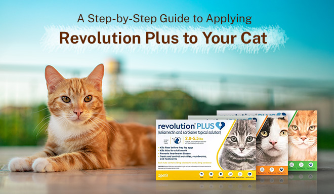 revolution plus flea treatment to cats
