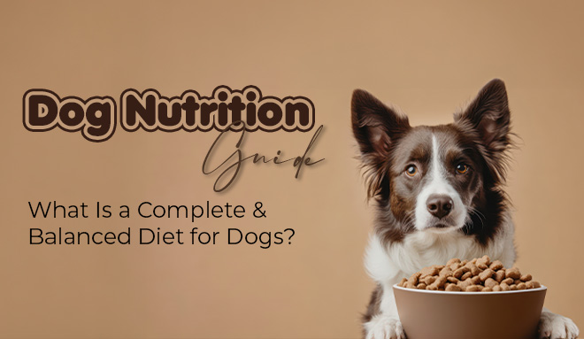 Dog Nutrition Guide