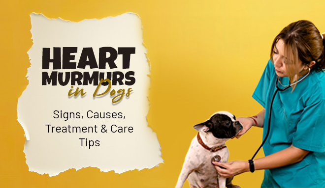 Heart Murmurs-in-dogs
