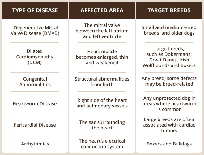 Common Types of Heart Diseases in Dogs