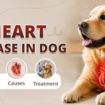 Heart Disease in Dogs - Signs, Causes & Treatment