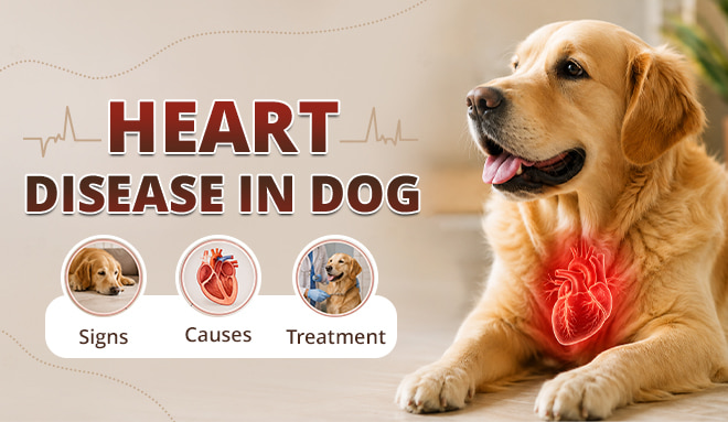Heart Disease in Dogs - Signs, Causes &amp; Treatment